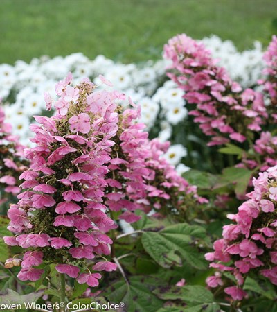 Oakleaf Hydrangea Gatsby Pink®